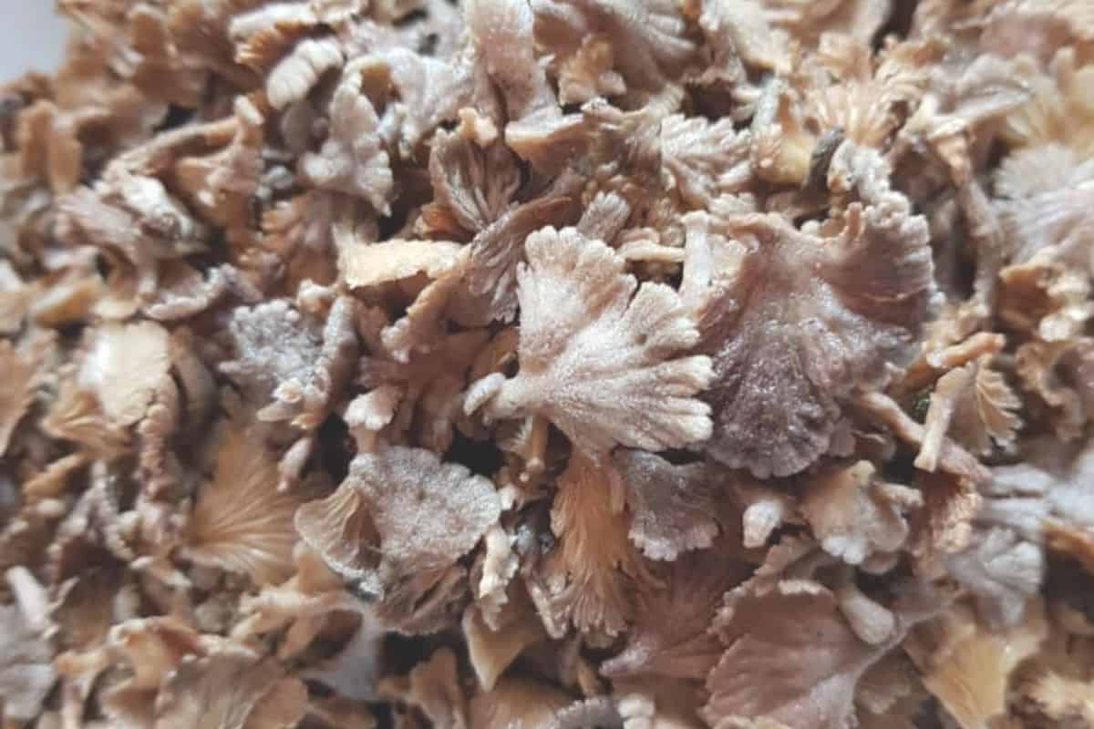 4 Resepi Kulat Sisir